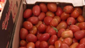 a-como-estA¡-el-kilo-de-tomate