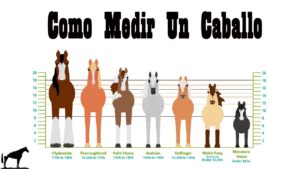 como-saber-si-un-caballo-es-apto-para-consumo