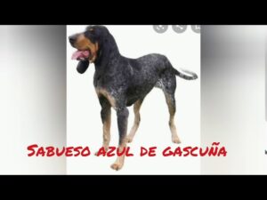 ¿Cuántos Perros de Caza se Pueden Tener? Descubre las Regulaciones y Consejos Útiles cuantos-perros-de-caza-se-pueden-tener