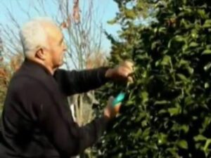 en-que-mes-se-podan-las-camelias-en-galicia