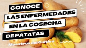enfermedades-de-las-patatas-y-como-tratarlas