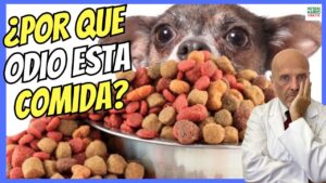 fA¡brica-de-pienso-de-perros-en-portugal