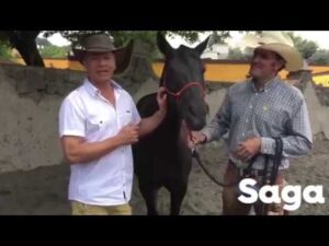 hasta-que-edad-se-puede-montar-un-caballo