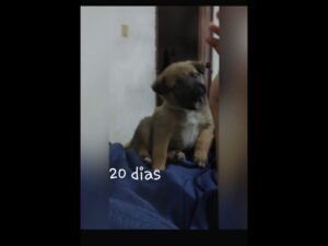 mezcla-de-pastor-aleman-y-labrador-cachorro