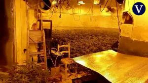 Descubre tus derechos: ¿Puedo denunciar a mi vecino por tener plantas de marihuana? puedo-denunciar-a-mi-vecino-por-tener-plantas-de-marihuanas