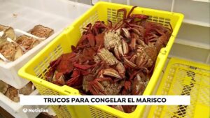 Descubre si se puede congelar un buey de mar vivo: expertos explican se-puede-congelar-un-buey-de-mar-vivo