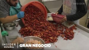 venta-de-cangrejos-de-ri­o-vivos-de-criadero