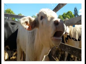 voz-del-toro-la-vaca-y-otros-animales